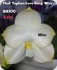 Phal. Yaphon Love Song Miro